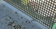 Ma “gołębie serce” i… uprzykrza życie sąsiadom - zdjęcie 2