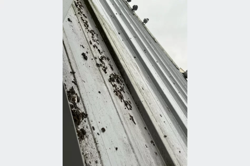 Ma “gołębie serce” i… uprzykrza życie sąsiadom - zdjęcie 5
