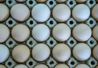 Znane przyczyny wzrostu cen jajek, w śród nich grypa - zdjęcie główne