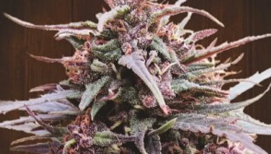 Purple Haze – 5 zaskakujących faktów o tym legendarnym szczepie - zdjęcie 1