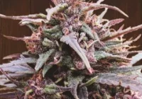 Purple Haze – 5 zaskakujących faktów o tym legendarnym szczepie - zdjęcie główne