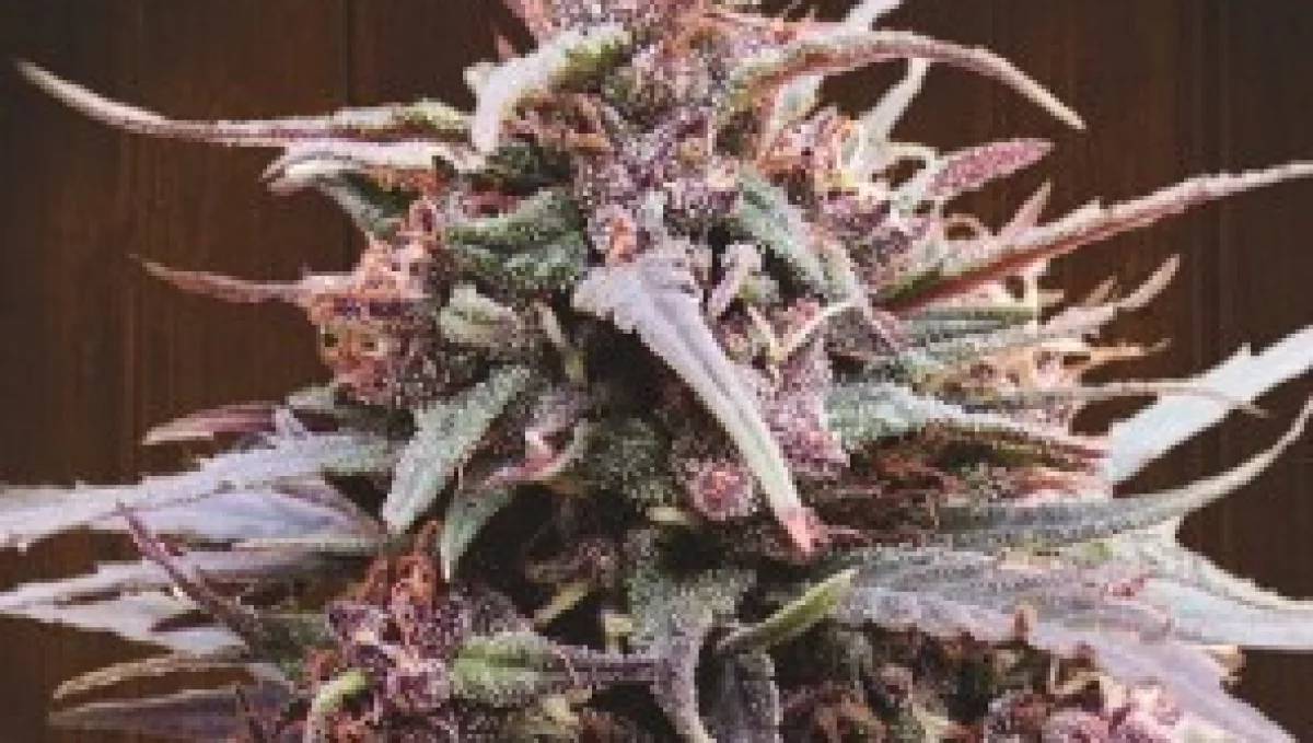 Purple Haze – 5 zaskakujących faktów o tym legendarnym szczepie