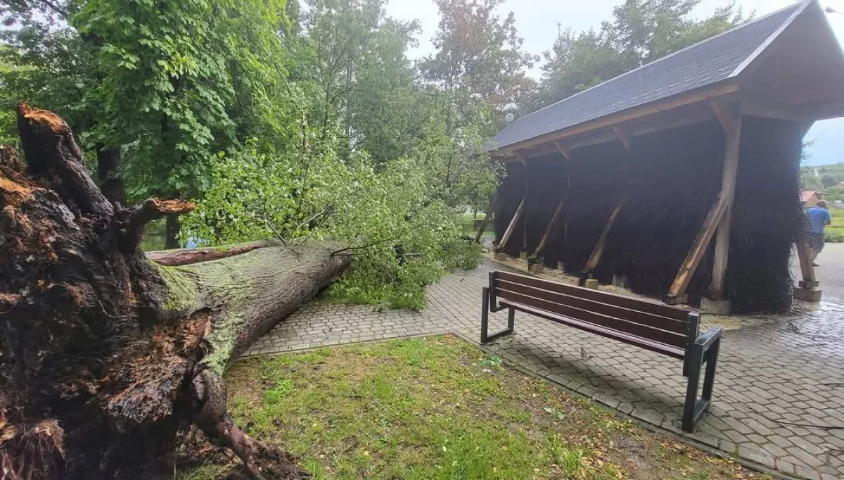 Powalone drzewo w parku podworskim/fot.: arch. UG Łukowica