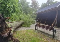 Wycinka drzew w parku podworskim. Gmina: to dla bezpieczeństwa - zdjęcie główne