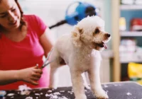 Groomer czy behawiorysta? Dwie ścieżki kariery dla miłośników psów - zdjęcie główne