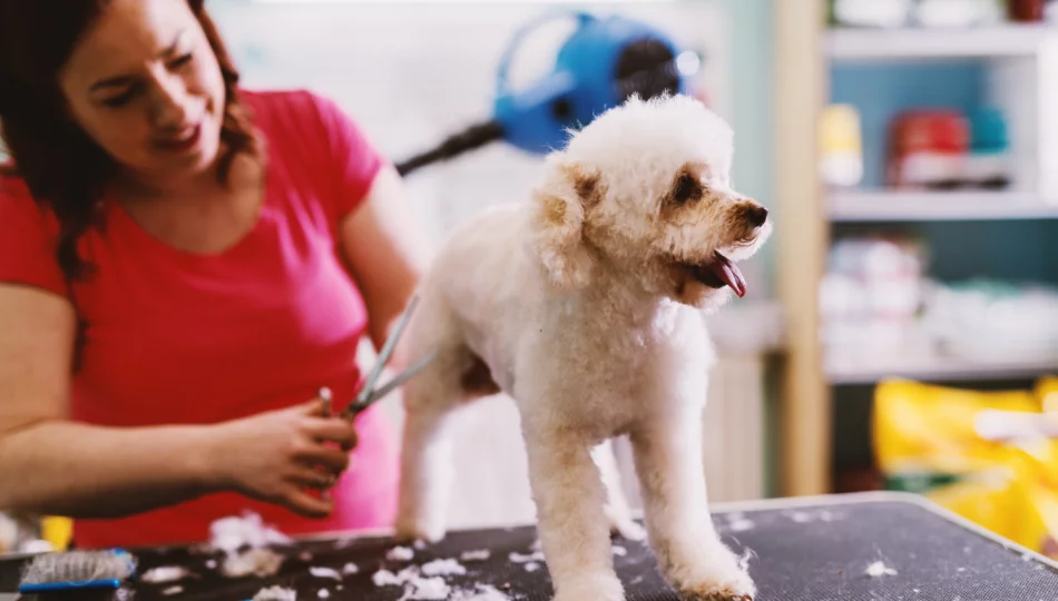 Groomer czy behawiorysta? Dwie ścieżki kariery dla miłośników psów - zdjęcie 1