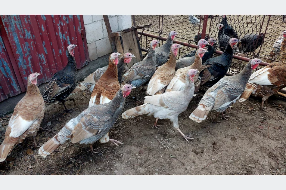 Indyki staropolskie z naturalnego chowu - zdjęcie 1