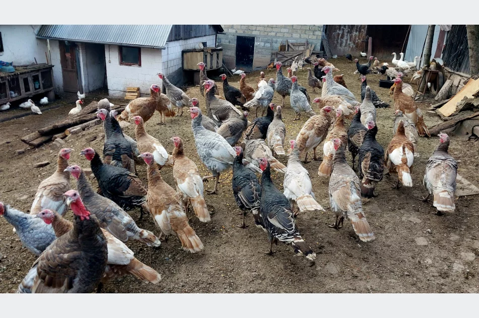 Indyki staropolskie z naturalnego chowu - zdjęcie 2