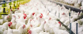 Na Podhalu rzekomy pomór drobiu; ognisko w Zakopanem - zdjęcie główne