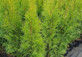 Tuja Szmaragd różne wysokości. - Zdjęcie główne