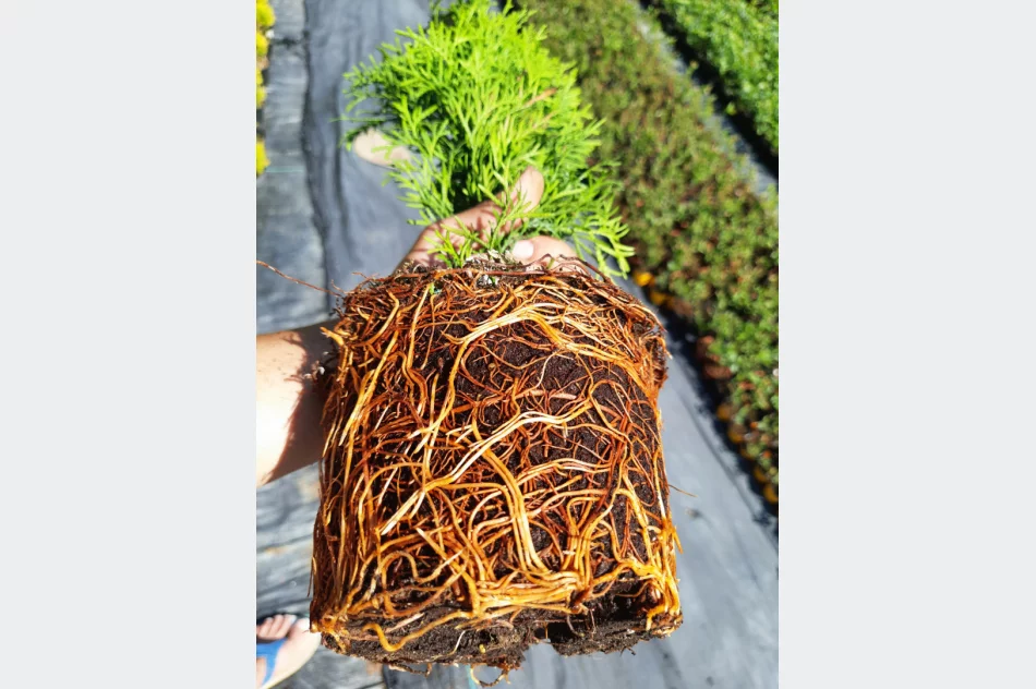 Tuja Szmaragd różne wysokości. - zdjęcie 2