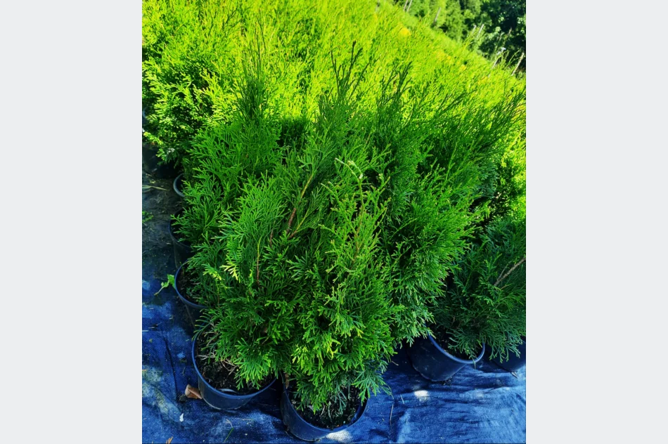 Tuja Szmaragd różne wysokości. - zdjęcie 3