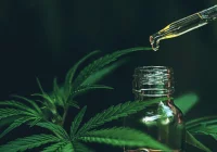 Naturalne metody na wzmocnienie odporności – rola CBD i suplementów - zdjęcie główne