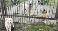 Dramatyczna interwencja i nowy plan walki z okrucieństwem wobec zwierząt - zdjęcie 2