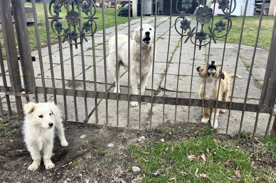 Dramatyczna interwencja i nowy plan walki z okrucieństwem wobec zwierząt - zdjęcie 2