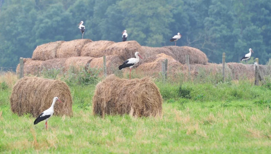 W Polsce żyje ok. 45 tysięcy par bocianów - zdjęcie 1