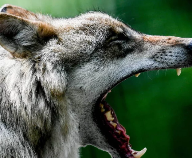 Stworzyli wilki o cechach gatunku wymarłego ponad 10 tysięcy lat temu - zdjęcie główne