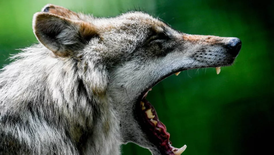 Stworzyli wilki o cechach gatunku wymarłego ponad 10 tysięcy lat temu - zdjęcie 1