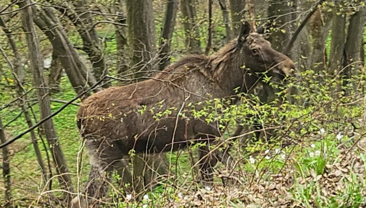 Zdjęcia łosi nadesłane przez Czytelników - dziękujemy!