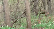 Uwaga na... łosie (ZDJĘCIA, WIDEO) - zdjęcie 3