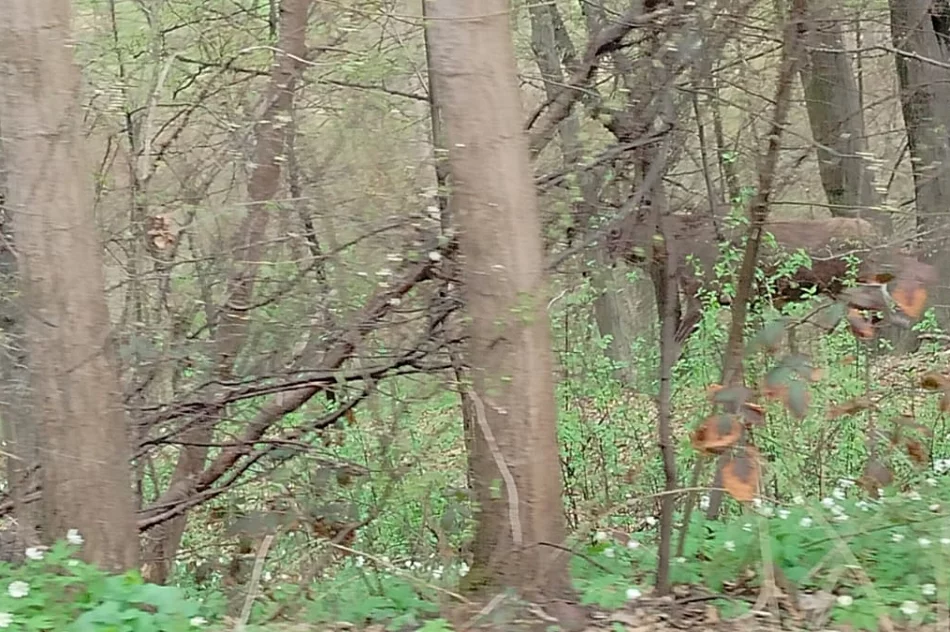 Uwaga na... łosie (ZDJĘCIA, WIDEO) - zdjęcie 3