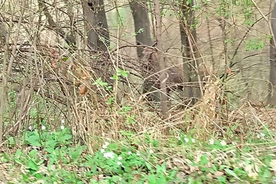 Uwaga na... łosie (ZDJĘCIA, WIDEO) - zdjęcie 4