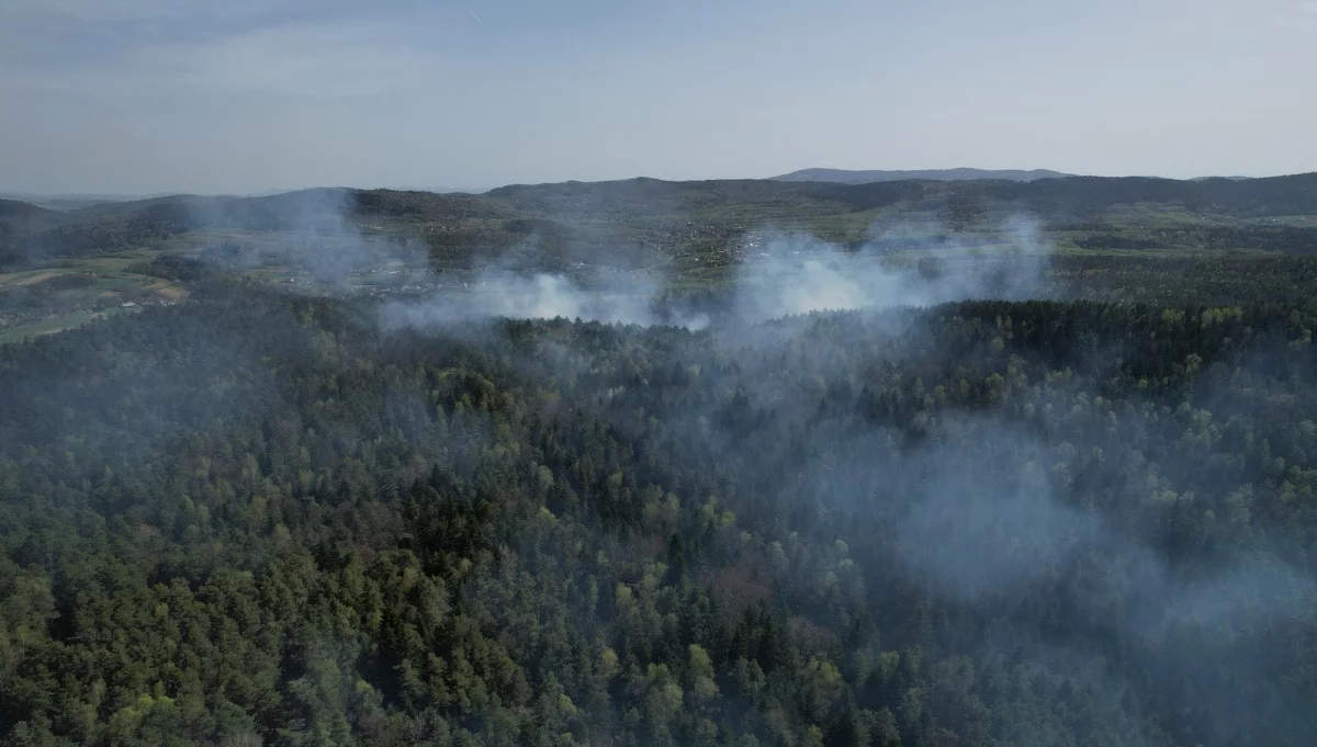 Pożar w Nadleśnictwie Brzesko/fot.: RDLP w Krakowie