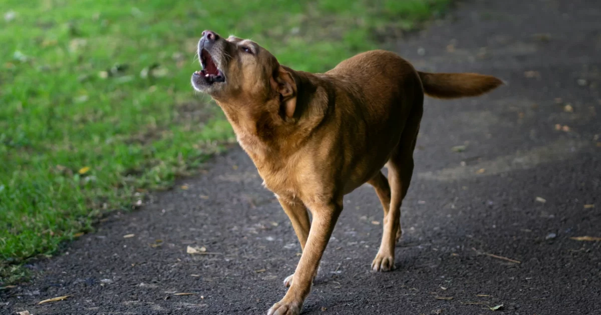 Scenariusz powtarza się co roku - watahy psów w gminie