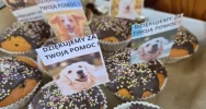 Uczniowie wsparli fundację pomagającą zwierzętom - zdjęcie 4