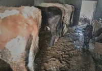 Interwencja policji - odebrano zaniedbane zwierzęta - zdjęcie główne