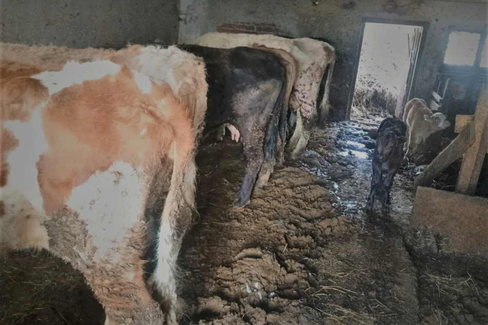 Interwencja policji - odebrano zaniedbane zwierzęta - zdjęcie 3