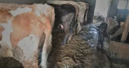 Interwencja policji - odebrano zaniedbane zwierzęta - zdjęcie 3