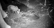 Niedźwiedź brunatny pojawił się w Beskidzie Wyspowym - zdjęcie 5