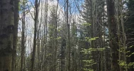 Paralotniarka zawisła na drzewie - zdjęcie 4