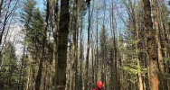 Paralotniarka zawisła na drzewie - zdjęcie 5