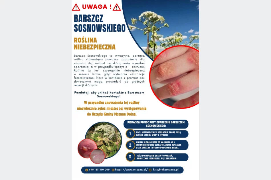 Barszcz Sosnowskiego - urząd apeluje o ostrożność - zdjęcie 2