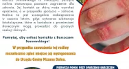 Barszcz Sosnowskiego - urząd apeluje o ostrożność - zdjęcie 2