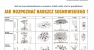 Barszcz Sosnowskiego - urząd apeluje o ostrożność - zdjęcie 3