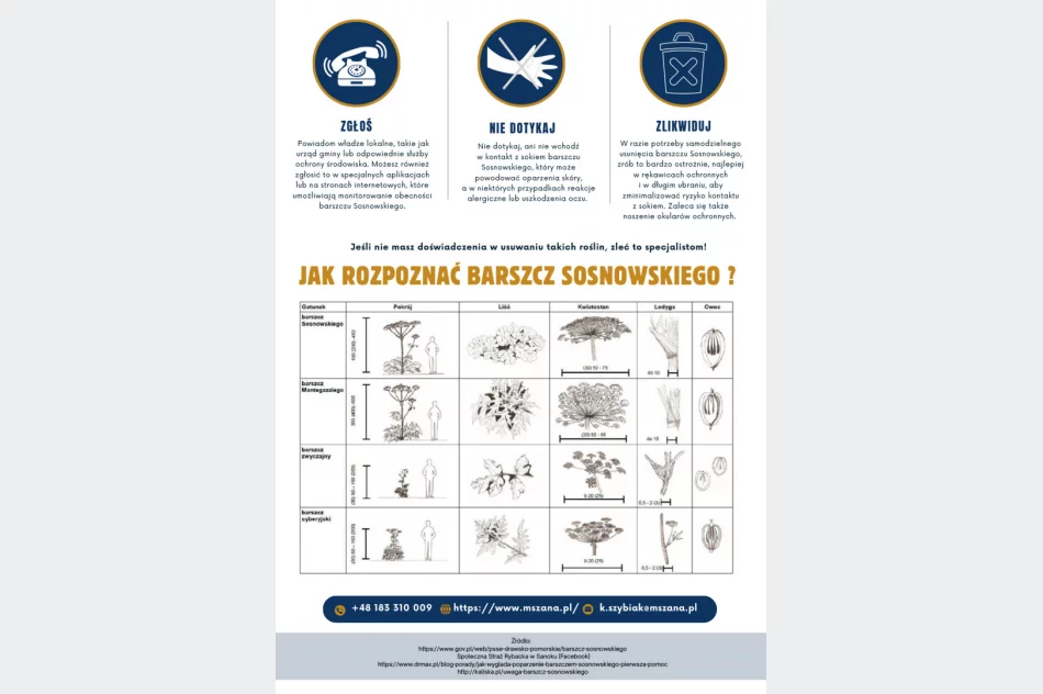 Barszcz Sosnowskiego - urząd apeluje o ostrożność - zdjęcie 3