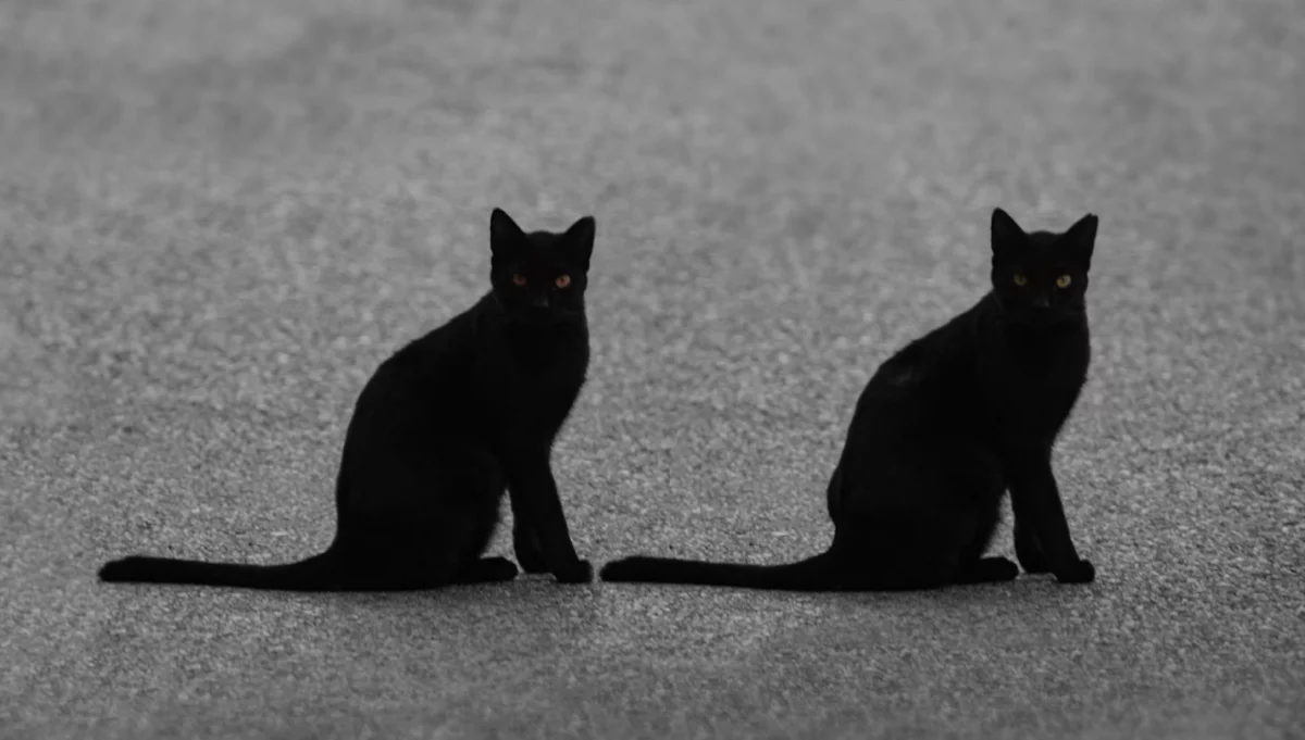 https://unsplash.com/photos/a-couple-of-black-cats-sitting-next-to-each-other-AqceIiqZWlI