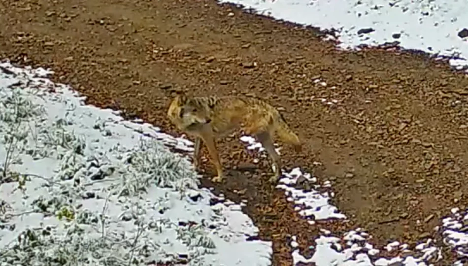 Nietypowe nagranie z limanowskich lasów: wilk bez jednej łapy (WIDEO) - zdjęcie 1