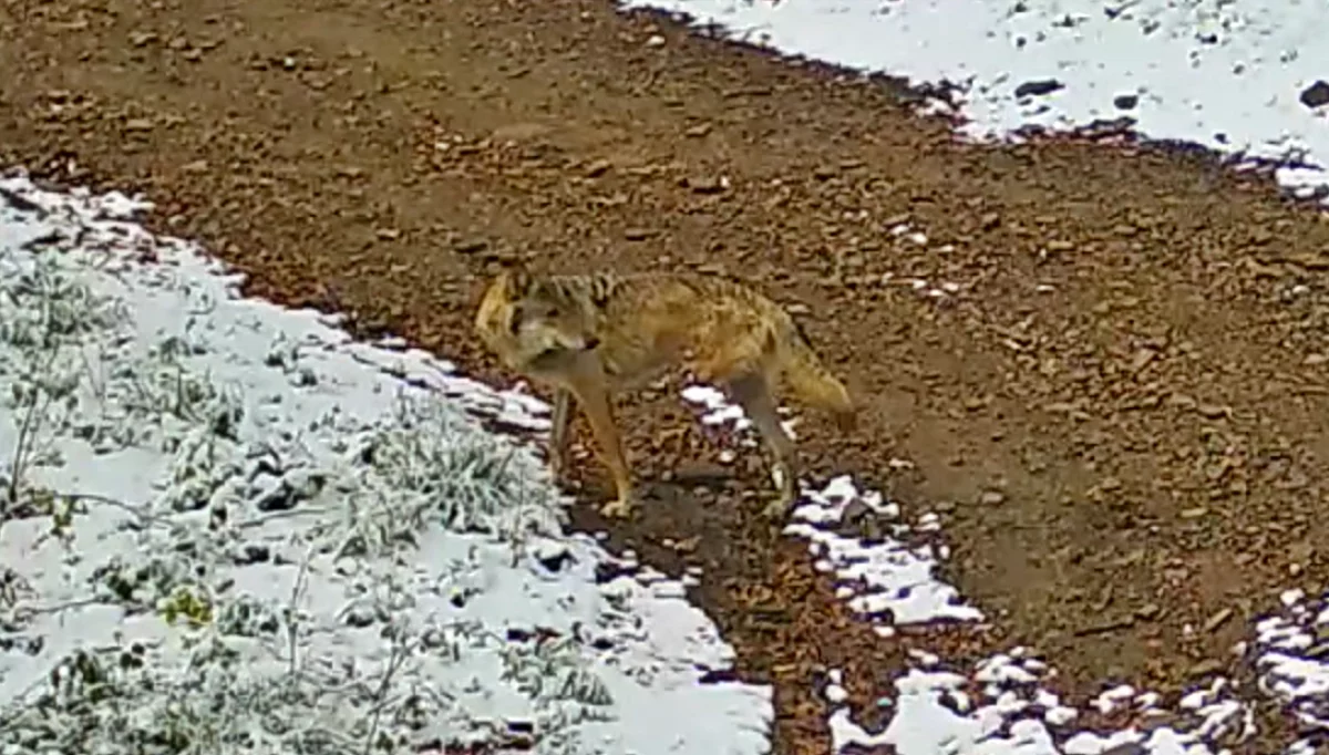 Nietypowe nagranie z limanowskich lasów: wilk bez jednej łapy (WIDEO)