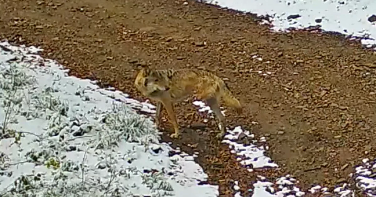 Nietypowe nagranie z limanowskich lasów: wilk bez jednej łapy (WIDEO)