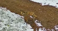 Nietypowe nagranie z limanowskich lasów: wilk bez jednej łapy (WIDEO) - zdjęcie 5