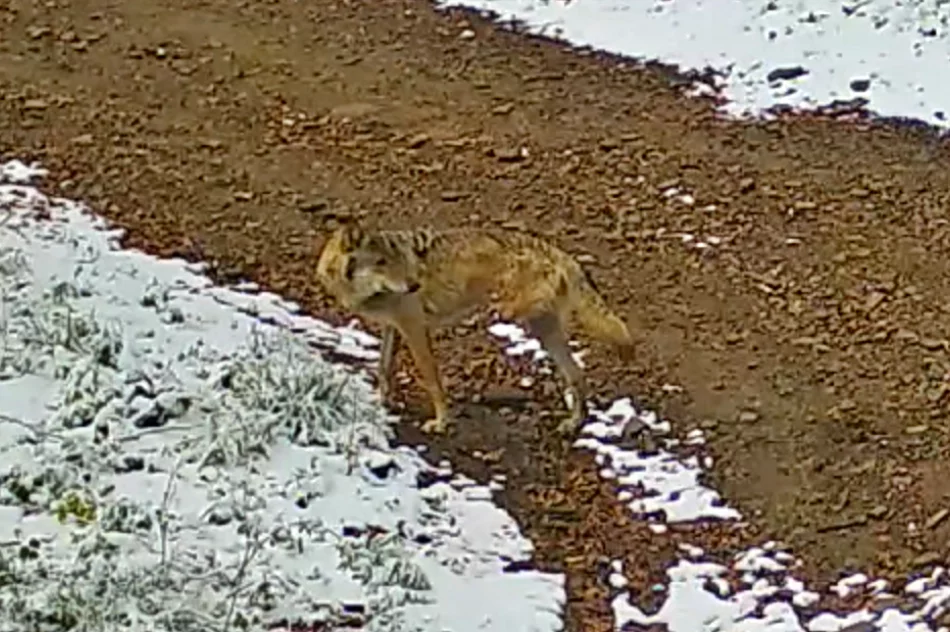 Nietypowe nagranie z limanowskich lasów: wilk bez jednej łapy (WIDEO) - zdjęcie 5