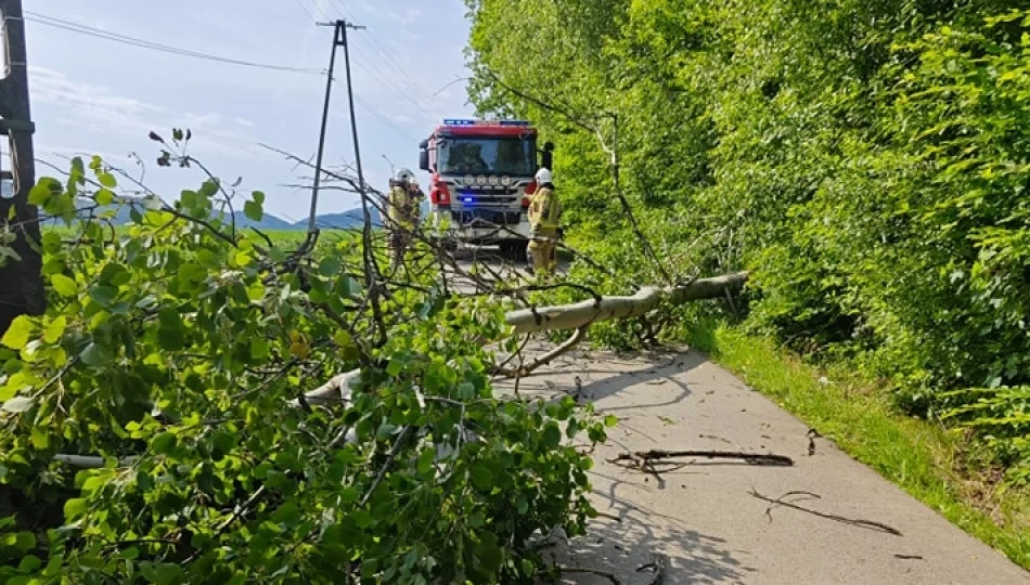 Skutki silnego wiatru w regionie. PSP interweniowała trzykrotnie - zdjęcie 1