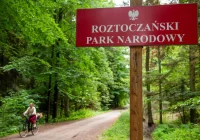 Na Roztoczu pierwszy raz zaobserwowano ściśle chronioną czarną pszczołę - zdjęcie główne
