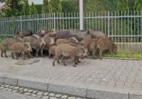 Stado dzików przemierzyło Limanową (film) - zdjęcie główne