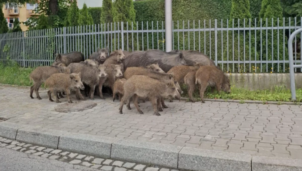 Stado dzików przemierzyło Limanową (film)