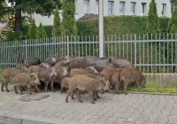  Dziki w centrum Limanowej - zdjęcie główne